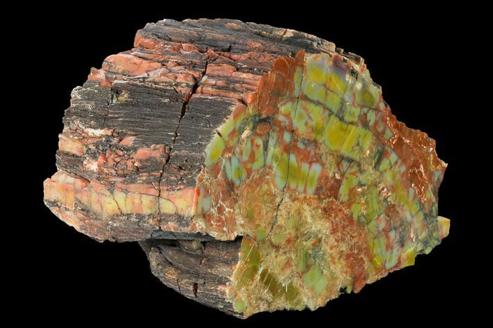 Wide, Polished Petrified Wood (Araucarioxylon) Section - Arizona #147855